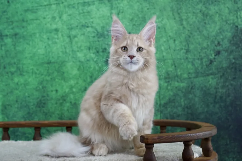 Maine Coon kitten Cream MCO e  Boy