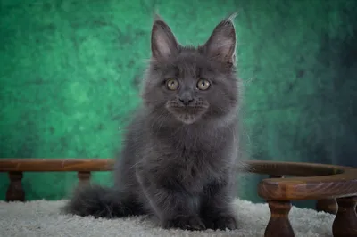 Котенок мейн-кун