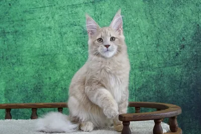 Котенок мейн-кун