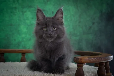 Котенок мейн-кун