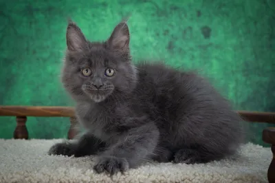 Котенок мейн-кун