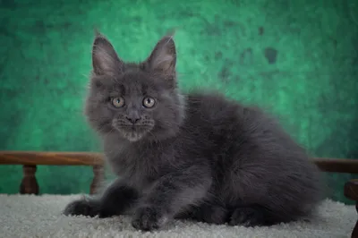 Котенок мейн-кун