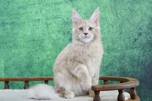 Котенок мейн-кун