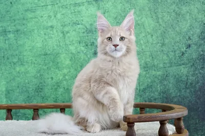 Котенок мейн-кун