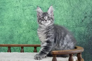Maine Coon kitten