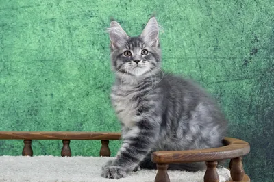 Maine Coon kitten