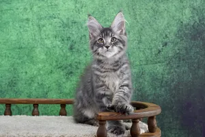 Maine Coon kitten