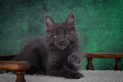 Котенок мейн-кун