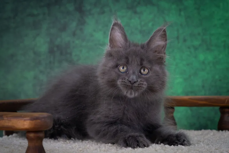 Maine Coon kitten Blue MCO a  Boy