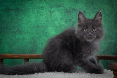 Котенок мейн-кун