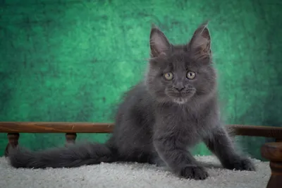 Котенок мейн-кун