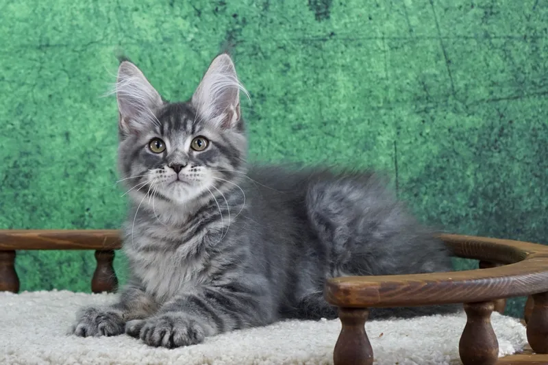 Maine Coon kitten Blue classic Tabby MCO a 22 Boy
