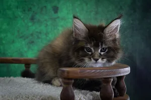 Котенок мейн-кун