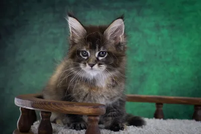 Котенок мейн-кун