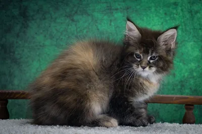 Котенок мейн-кун