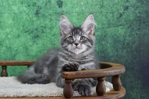 Maine Coon kitten