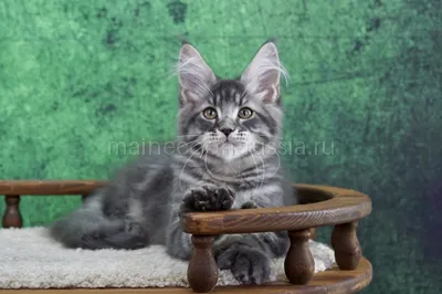 Котенок мейн-кун