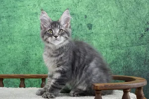 Maine Coon kitten
