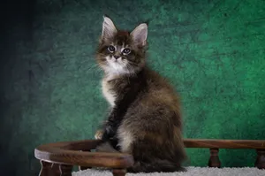 Котенок мейн-кун