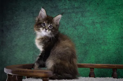 Котенок мейн-кун