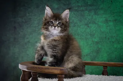 Котенок мейн-кун