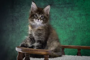 Котенок мейн-кун