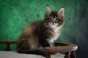 Котенок мейн-кун