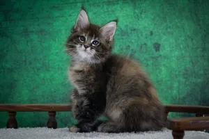 Котенок мейн-кун