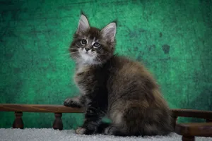 Котенок мейн-кун