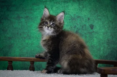 Котенок мейн-кун