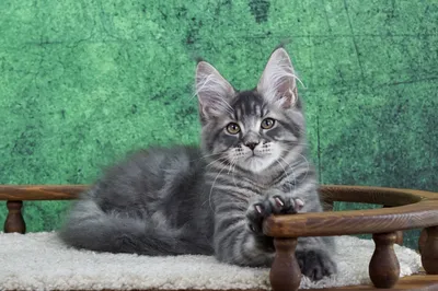 Maine Coon kitten