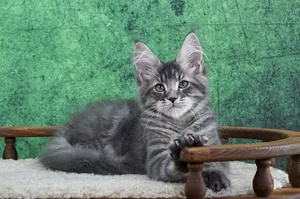 Maine Coon kitten