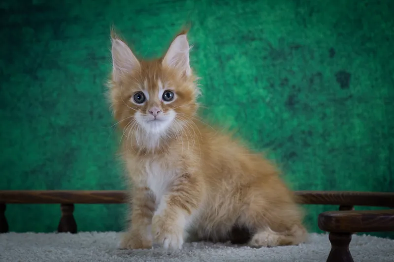 Котенок мейн-кун Красный тигровый MCO d 23 Мальчик