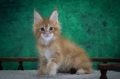 Котенок мейн-кун