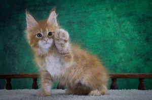 Котенок мейн-кун