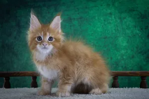 Котенок мейн-кун