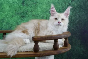 Котенок мейн-кун