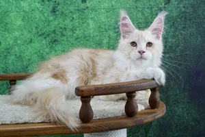Котенок мейн-кун