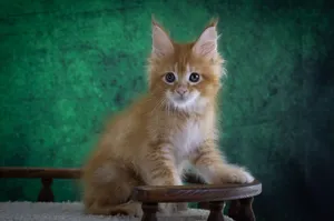 Котенок мейн-кун