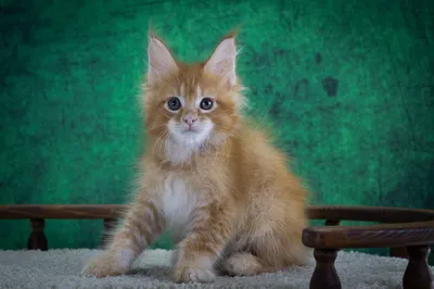 Котенок мейн-кун