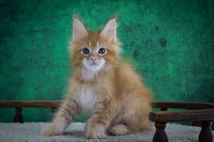 Котенок мейн-кун