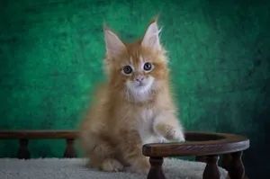 Котенок мейн-кун