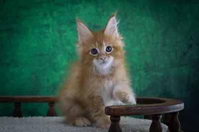 Котенок мейн-кун