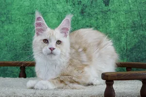 Котенок мейн-кун