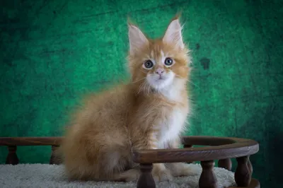 Котенок мейн-кун