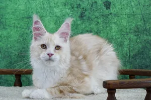Котенок мейн-кун