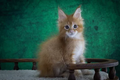 Котенок мейн-кун