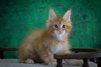 Котенок мейн-кун