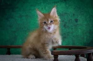 Котенок мейн-кун