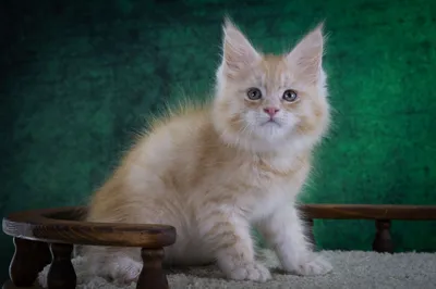 Котенок мейн-кун